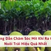 Bí quyết chăm sóc mít Thái ra quả sai, quả lớn ngọt thơm