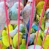 Bí quyết chọn mua và địa chỉ bán chim yến phụng chất lượng năm 2026