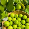 Bí quyết trồng và chăm sóc táo thái đạt năng suất cao