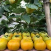 Cây Hồng Giòn Nhật Bản: Trồng, Chăm Sóc và Giá Cây Giống Chuẩn Fuyu
