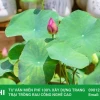 Hướng dẫn chi tiết cách trồng và chăm sóc sen nhật mini ra hoa quanh năm