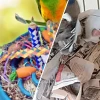 Strategies for creating a stimulating environment for pet birds 2026