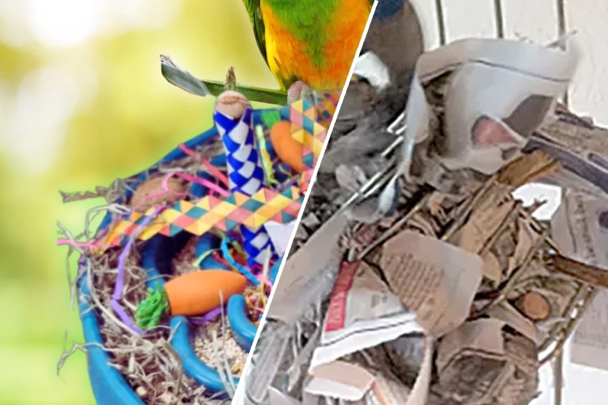 Strategies for creating a stimulating environment for pet birds 2026