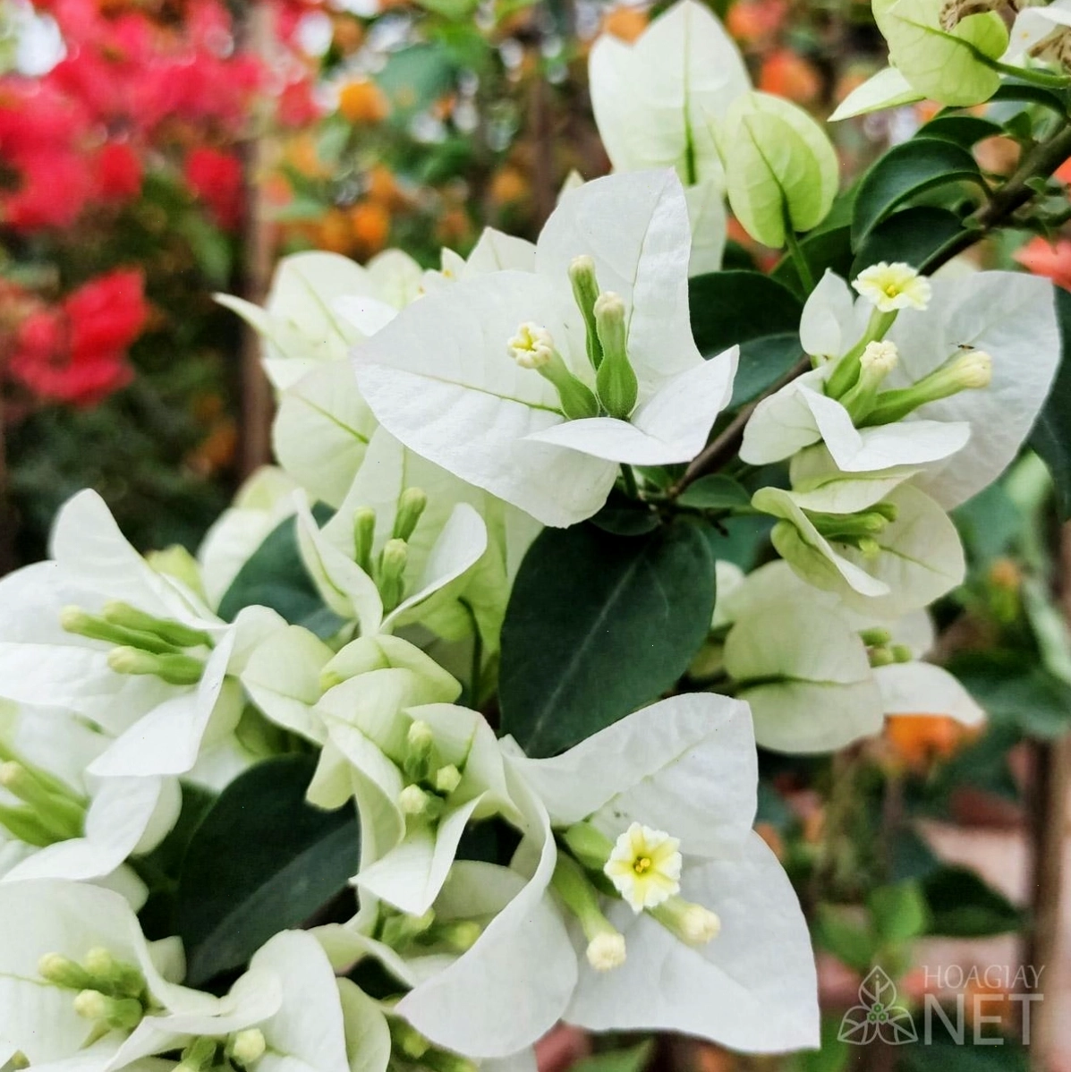 Bông hoa giấy trắng thái g152 đẹp