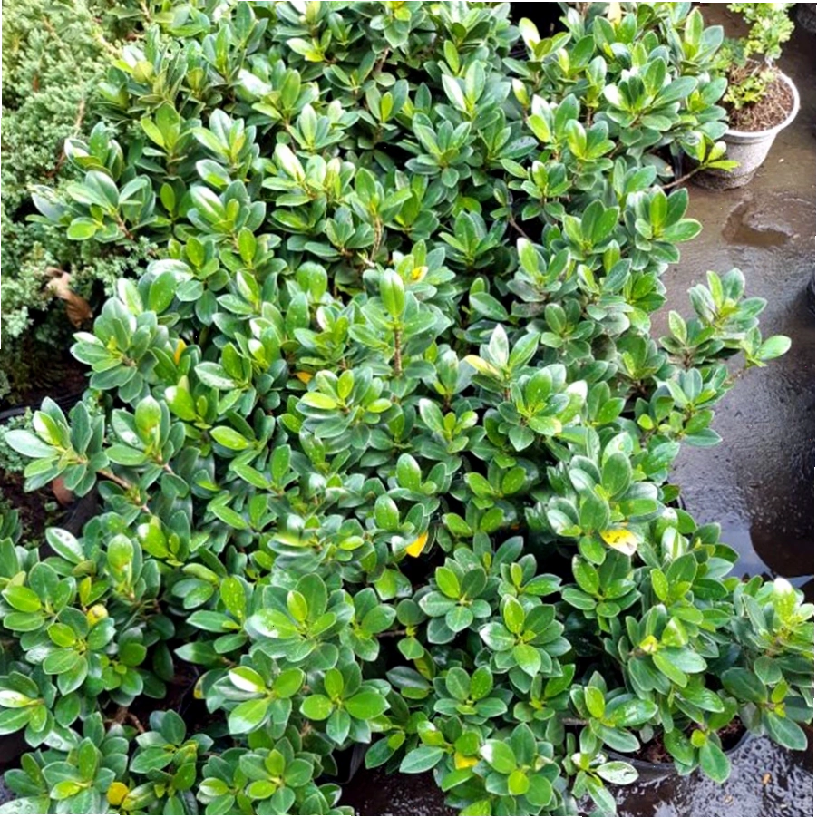 Cận cảnh bộ rễ khí ấn tượng của cây da nhật bonsai