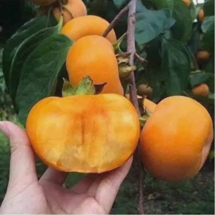 Cận cảnh một quả hồng giòn Nhật Bản với cấu trúc vuông vắn