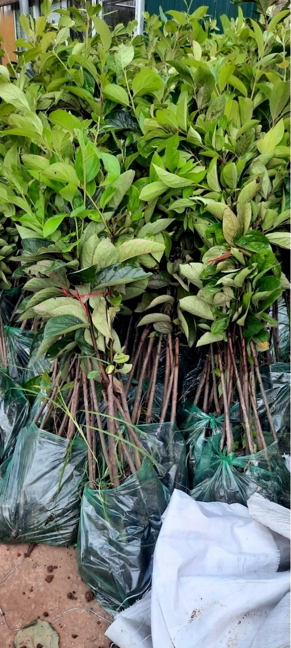 Cành hồng giòn Nhật Bản được tỉa gọn gàng sau thu hoạch