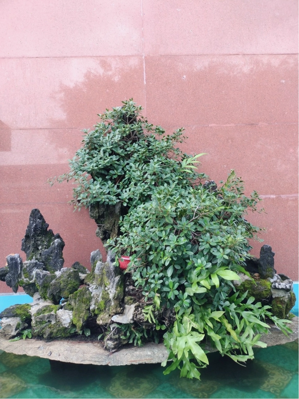 Cây da nhật bonsai đặt trong không gian phòng khách hợp phong thủy