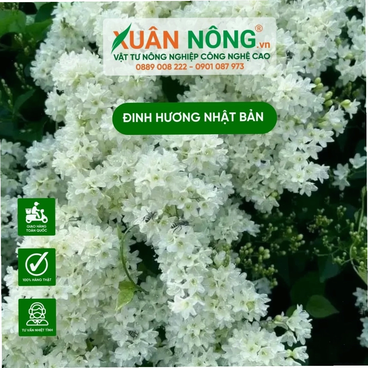 Cây đinh hương Nhật Bản con đã sẵn sàng trồng vào chậu lớn