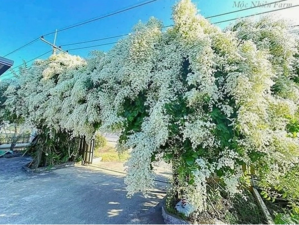 Cây đinh hương Nhật Bản trong chậu cảnh