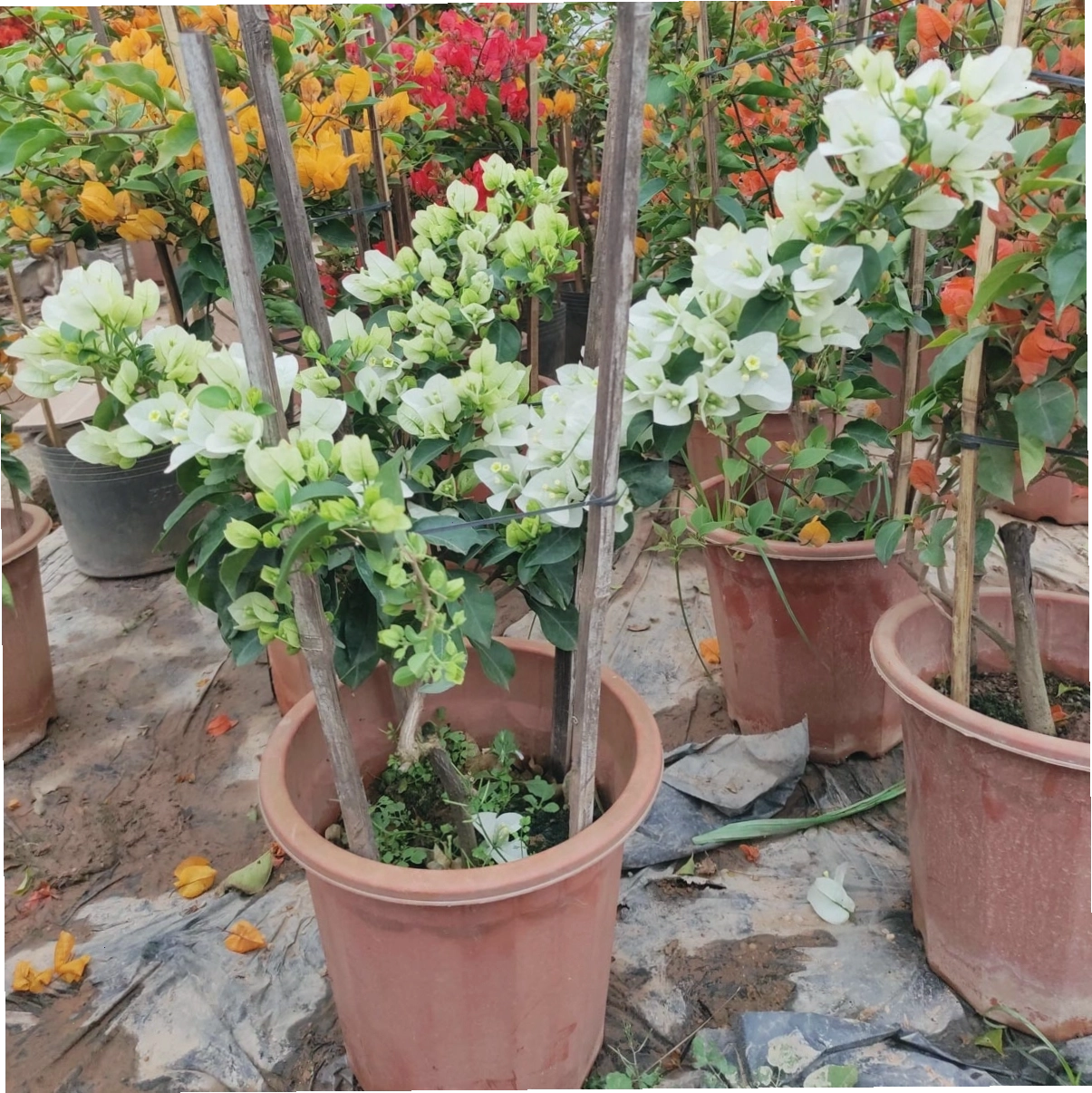Cây giống hoa giấy trắng thái khỏe mạnh