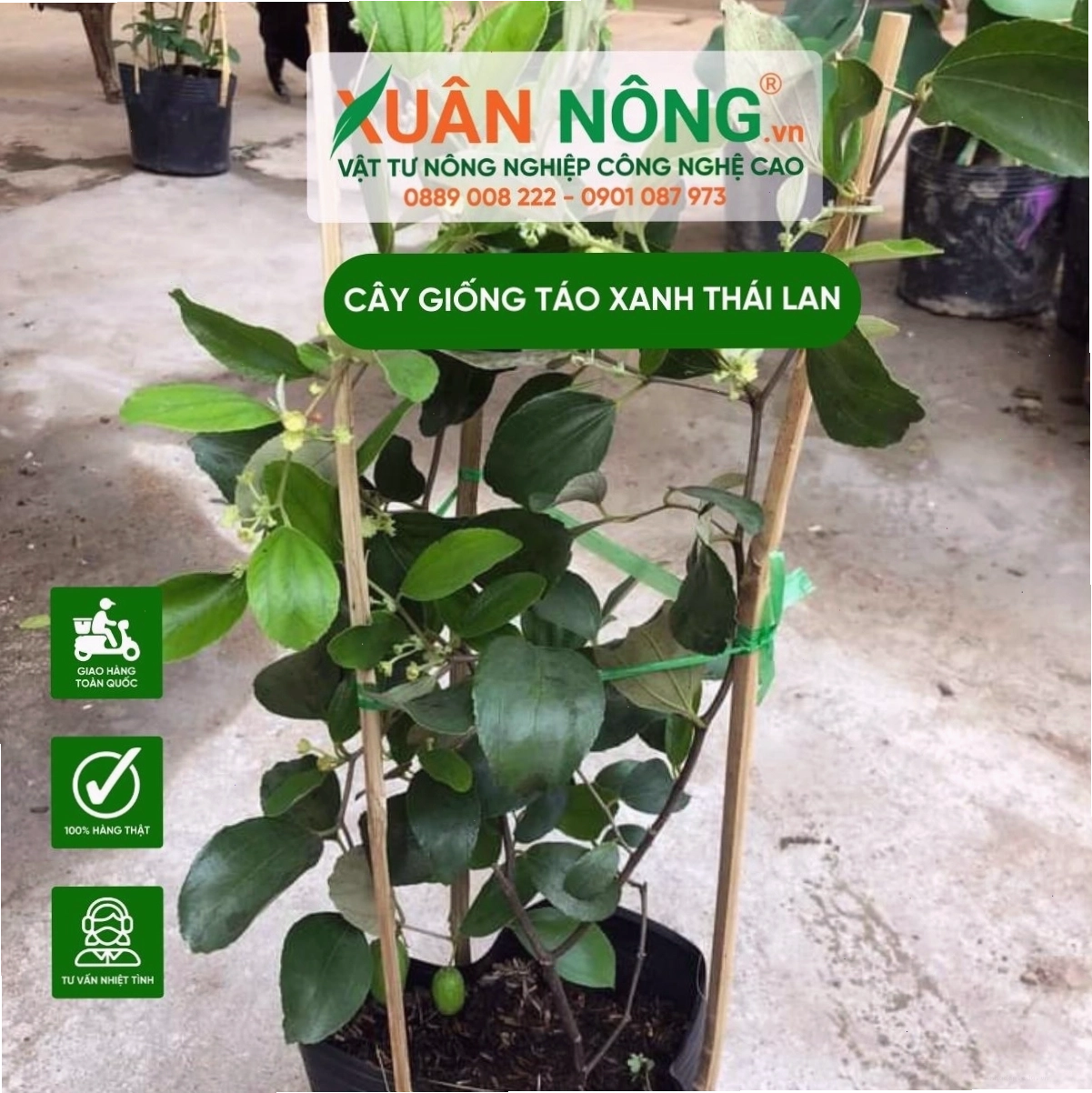 Cây giống táo xanh Thái Lan