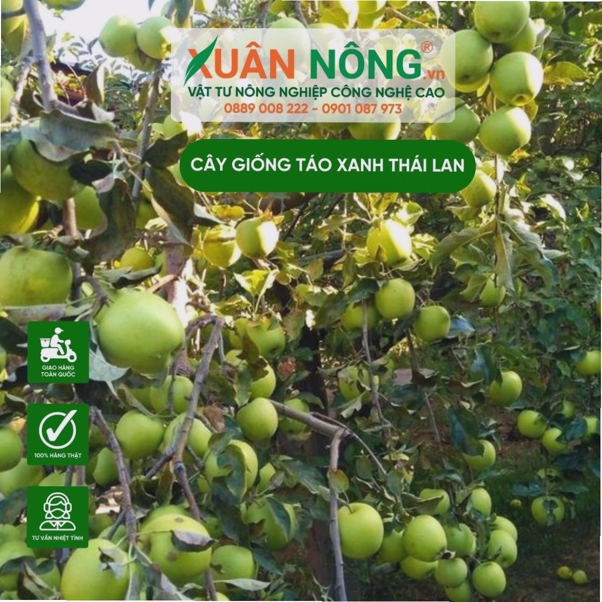 Cây giống táo xanh Thái Lan cách trồng