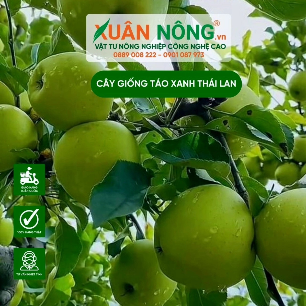Cây giống táo xanh Thái Lan chăm sóc