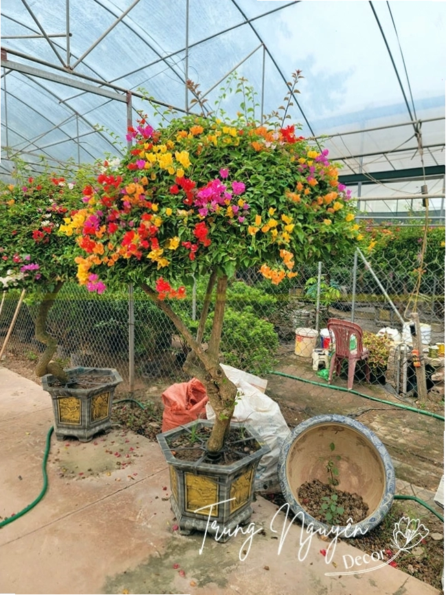 Cây hoa giấy thái nhiều màu sắc