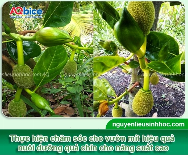 Cây mít Thái đang nuôi trái, cần cung cấp đủ nước