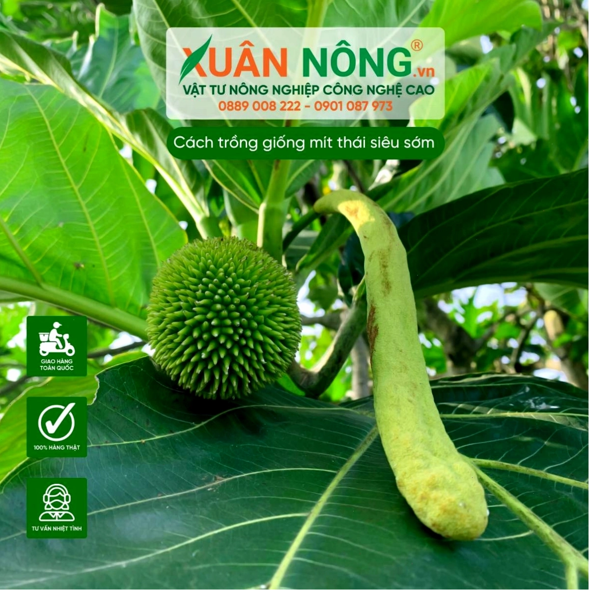Cây mít Thái giống khỏe mạnh sẵn sàng cho việc trồng