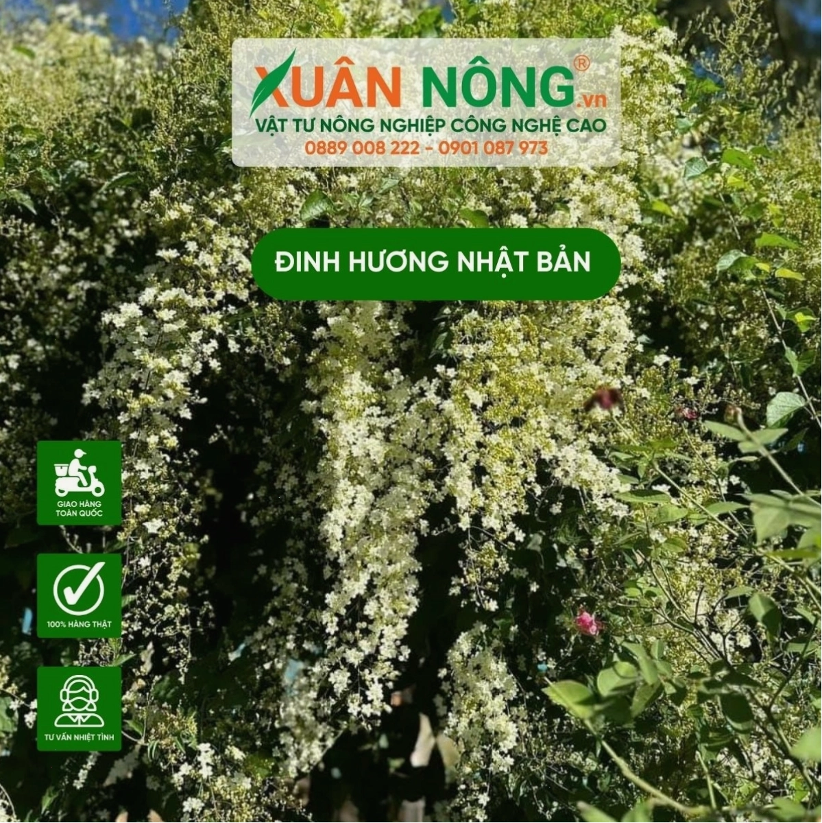 Chăm sóc cây đinh hương Nhật Bản