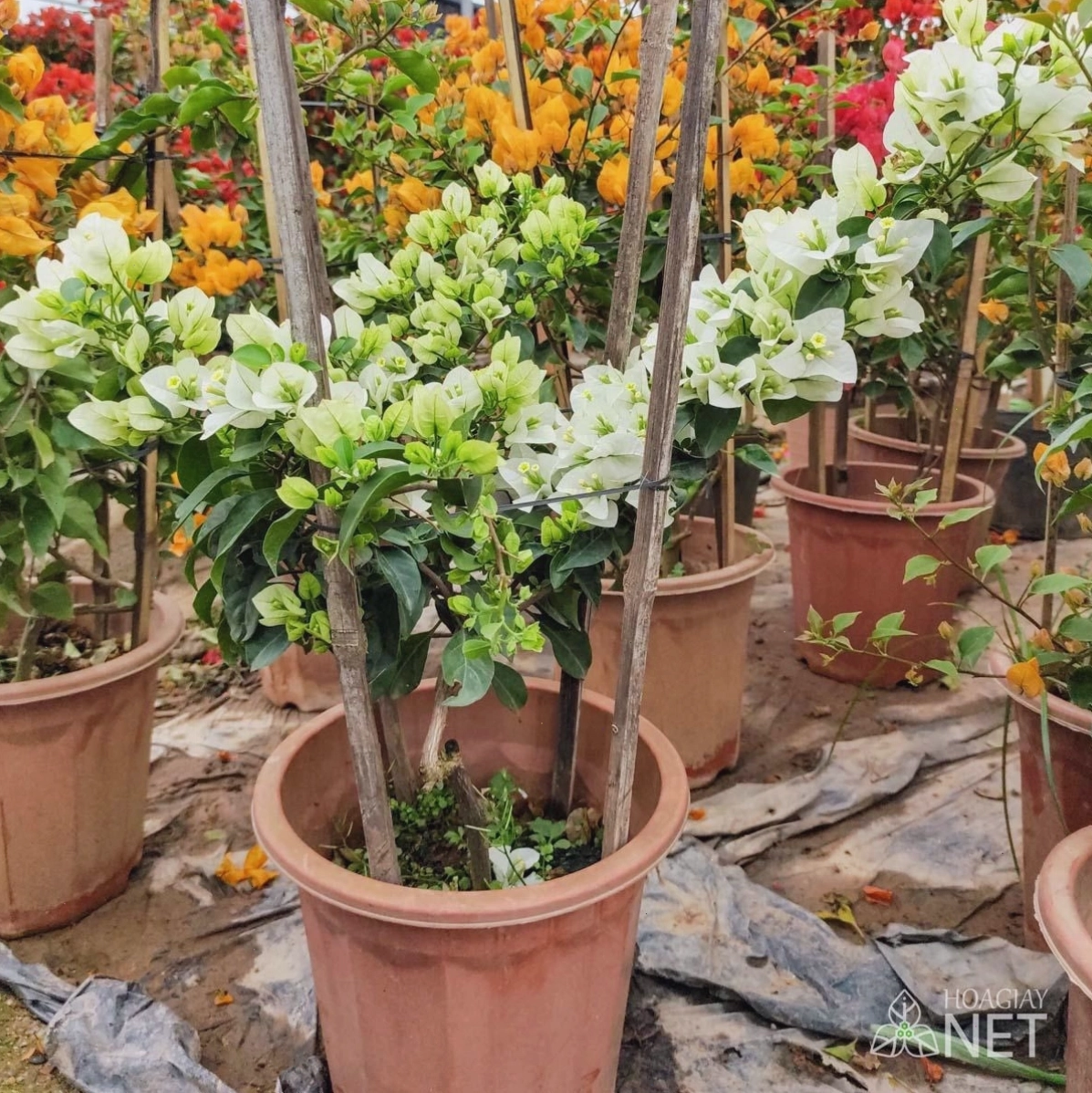 Chậu hoa giấy trắng thái nhỏ xinh