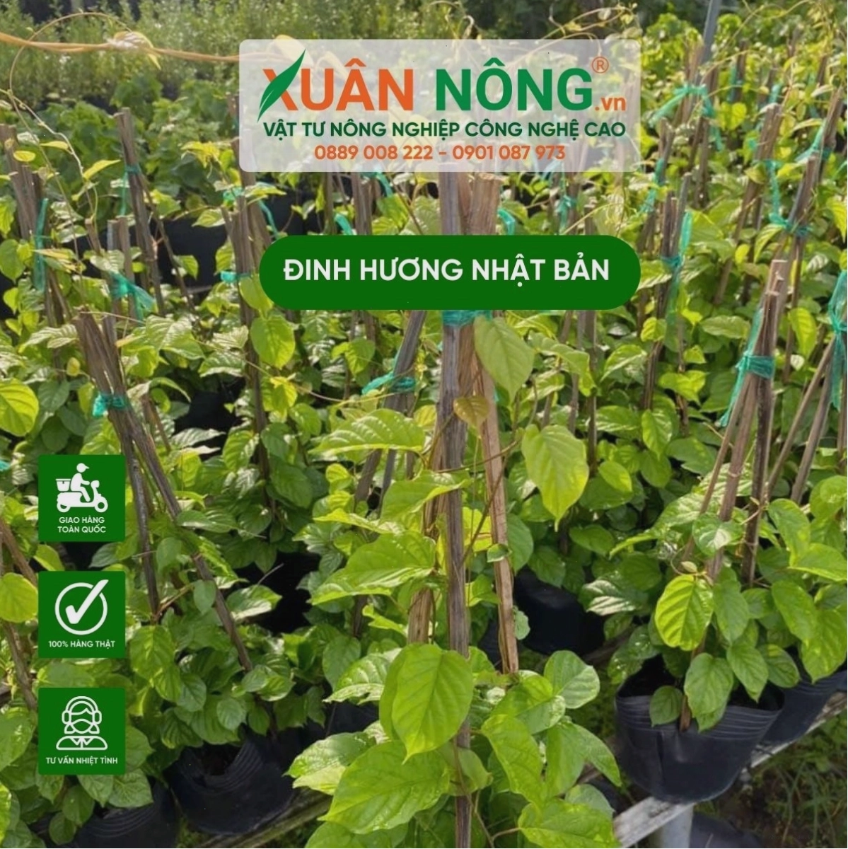 Chuẩn bị đất trồng cho cây đinh hương Nhật Bản