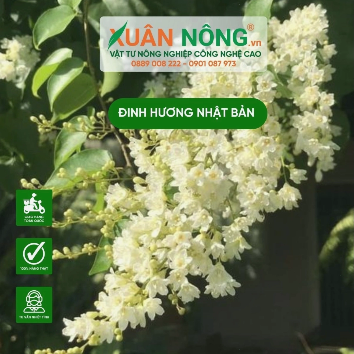 Đặc điểm nổi bật của cây đinh hương Nhật Bản