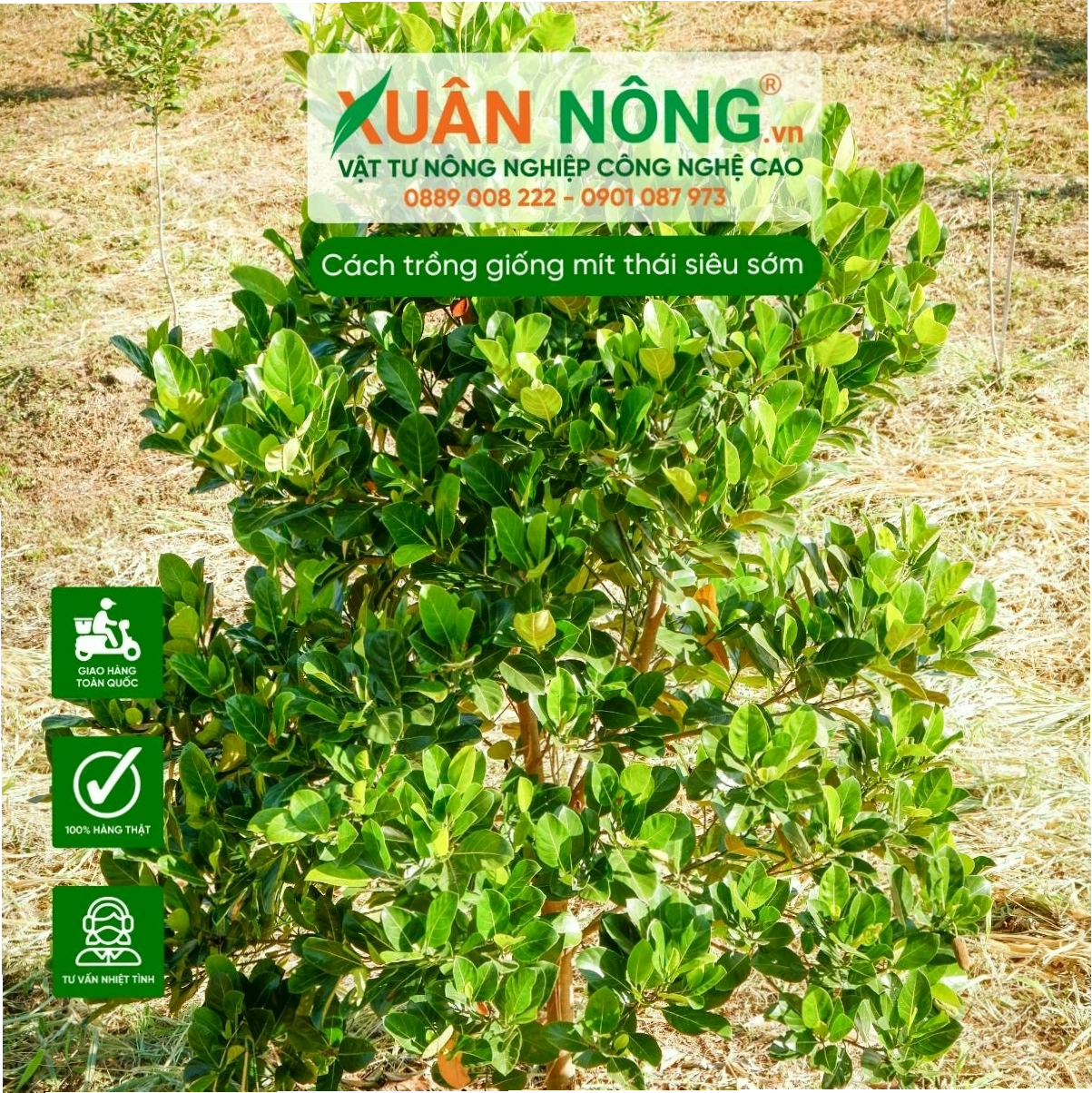 Đất trồng mít Thái cần đảm bảo độ tơi xốp và thoát nước tốt