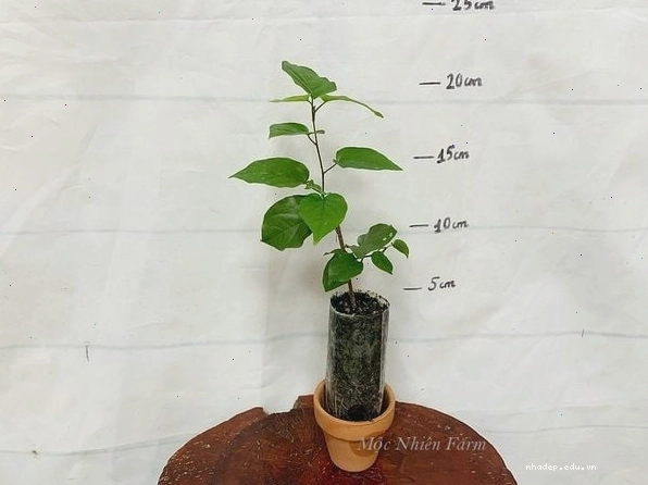 Hoa đinh hương Nhật Bản với hương thơm quyến rũ