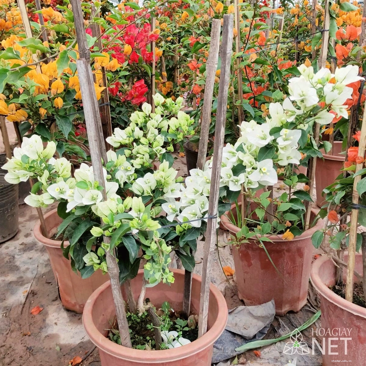 Hoa giấy trắng thái với sắc hoa tinh khôi