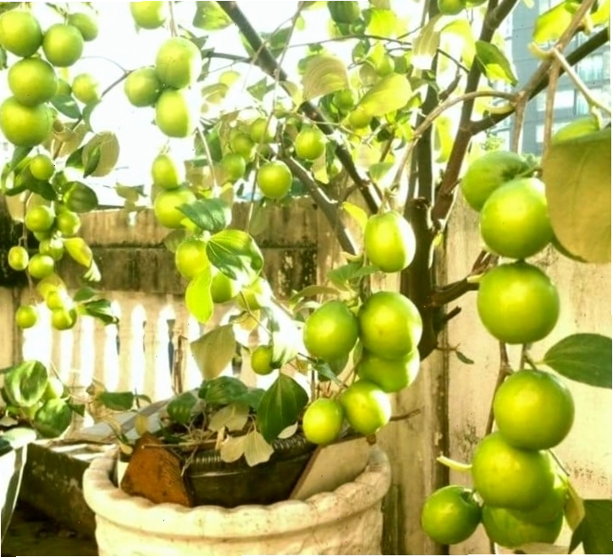 Hướng dẫn cách trồng táo thái trong chậu hiệu quả