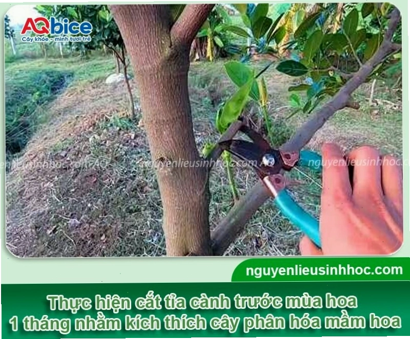 Kỹ thuật cắt tỉa cành mít để tập trung dinh dưỡng nuôi quả