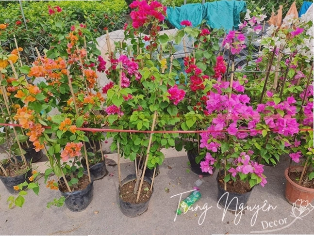 Kỹ thuật làm cho hoa giấy thái ra nhiều hoa