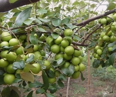 Kỹ thuật trồng và chăm sóc cây táo thái đúng cách