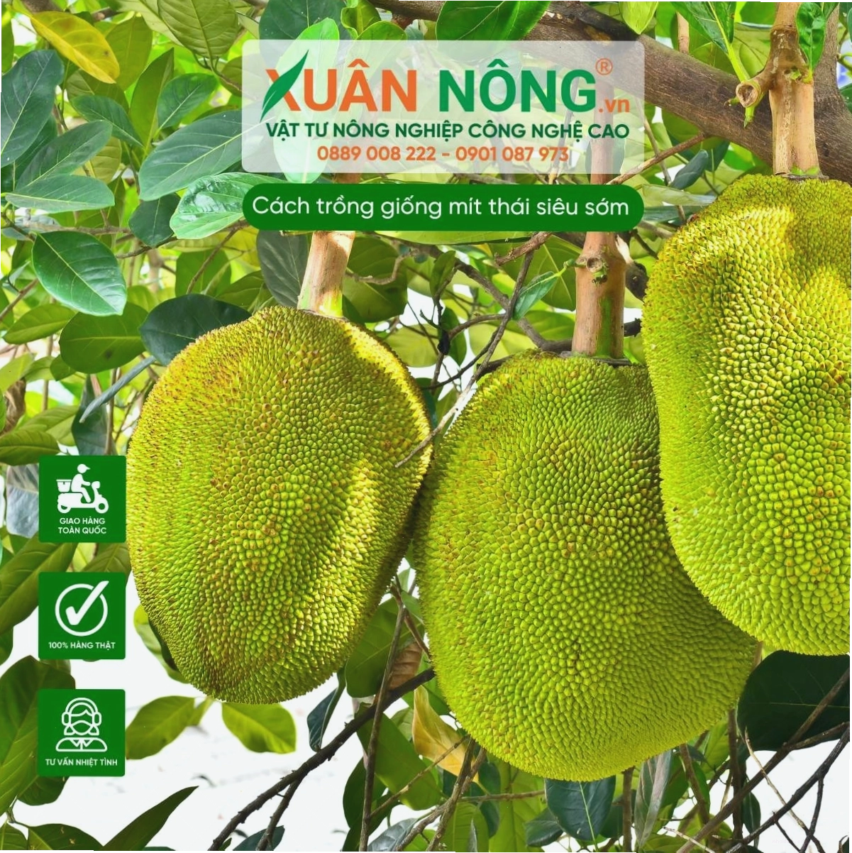 Kỹ thuật tưới nước đúng cách cho cây mít Thái