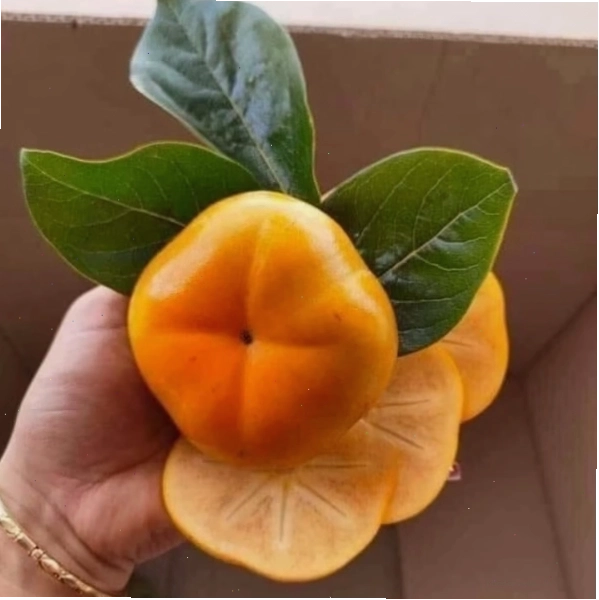 Những quả hồng giòn Nhật Bản căng mọng trên cành