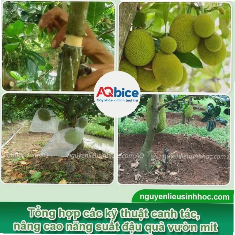 Phòng ngừa rụng hoa, rụng trái non trên cây mít