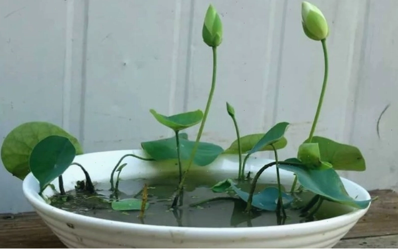 Sen nhật mini mang ý nghĩa phong thủy tốt đẹp