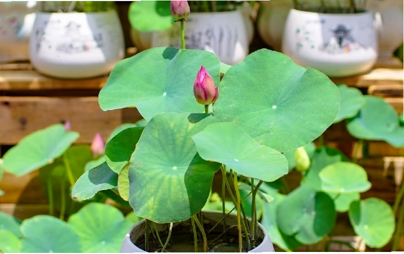 Sen nhật mini sẽ nở bông nhiều nếu biết cách trồng và chăm sóc đúng kỹ thuật