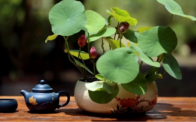 Sen nhật mini trồng trong chậu làm cảnh và trang trí không gian
