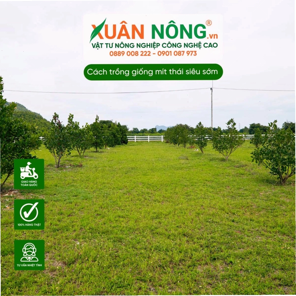 Sơ đồ minh họa khoảng cách và mật độ trồng mít Thái hiệu quả