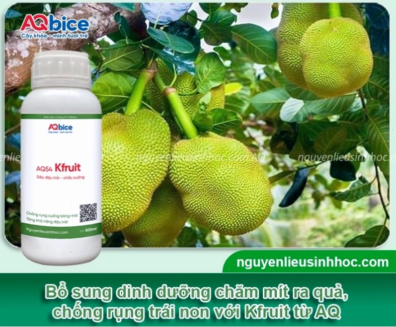 Sử dụng phân bón lá K-Fruit giúp mít đậu quả và phát triển tốt