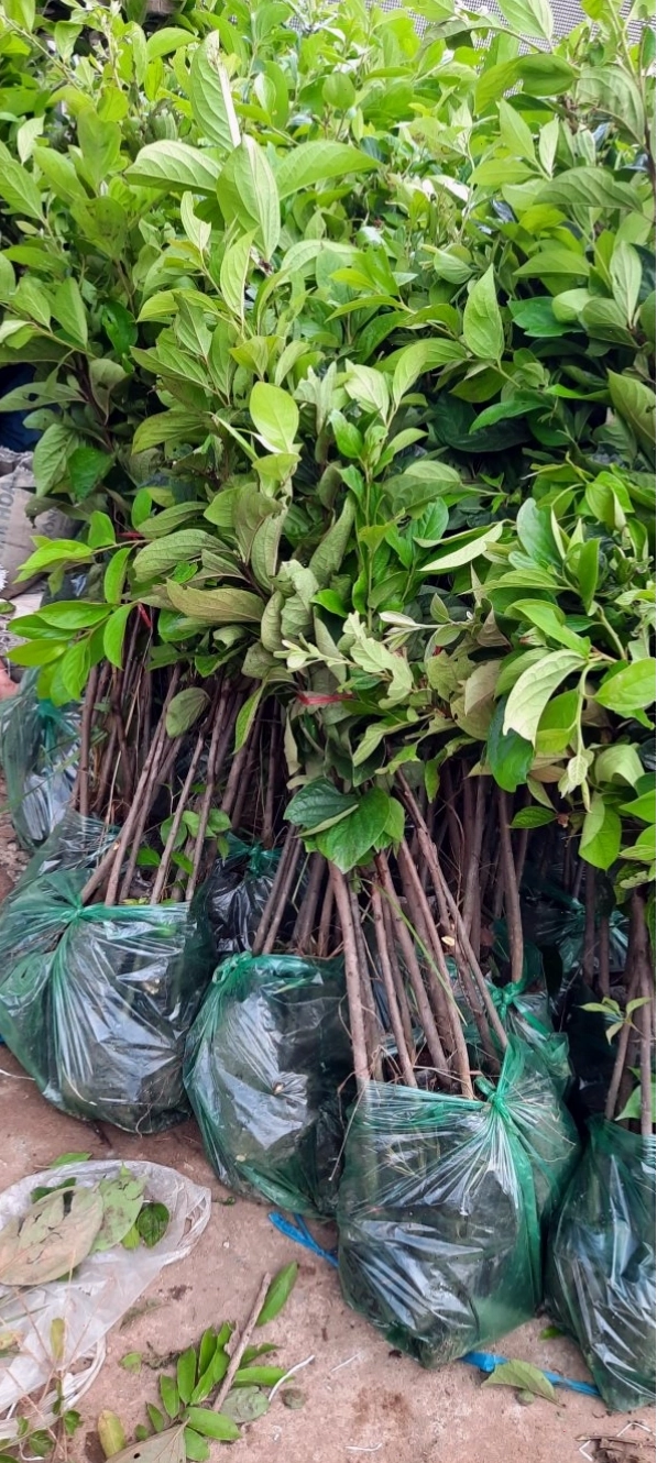 Vườn hồng giòn Nhật Bản đang trong giai đoạn ra hoa