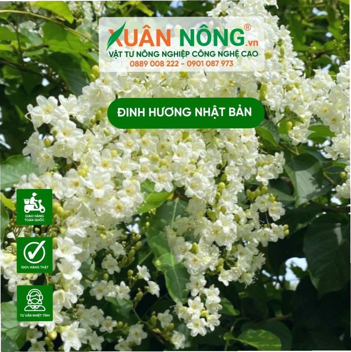 Ý nghĩa phong thủy của cây đinh hương Nhật Bản