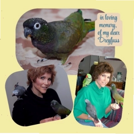 A Maximilian pionus bird named Dreyfuss