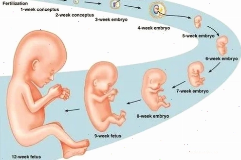 Siêu âm thai 3 tháng đầu giúp theo dõi sự phát triển toàn diện của thai nhi