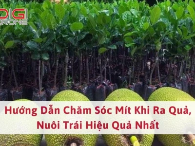 Bí quyết chăm sóc mít Thái ra quả sai, quả lớn ngọt thơm