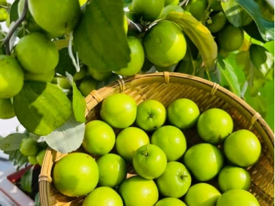 Bí quyết trồng và chăm sóc táo thái đạt năng suất cao
