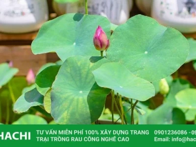 Hướng dẫn chi tiết cách trồng và chăm sóc sen nhật mini ra hoa quanh năm