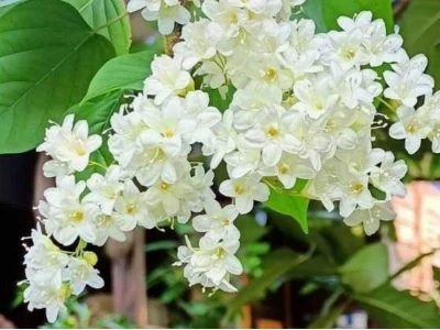 Khám Phá Đinh Hương Nhật Bản: Ý Nghĩa, Cách Trồng và Chăm Sóc Toàn Diện