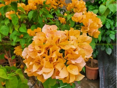 Khám phá vẻ đẹp Hoa Giấy Trắng Thái - Loài hoa 'quốc dân' cho mọi không gian