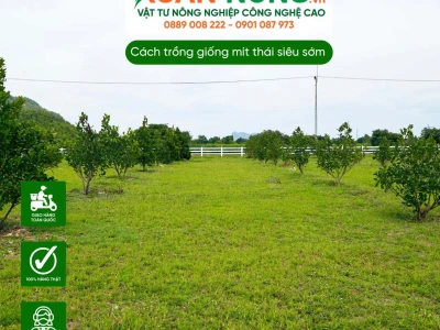 Khoảng Cách Trồng Mít Thái Đạt Năng Suất Cao: Hướng Dẫn Chi Tiết 2026